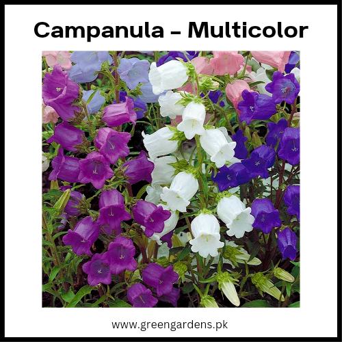 Campanula - Canterbury Bells (Winter)