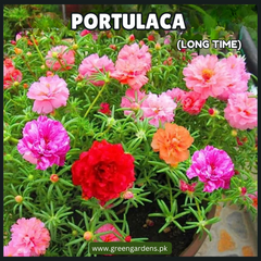 Portulaca - Long Time گلِ دوپہری