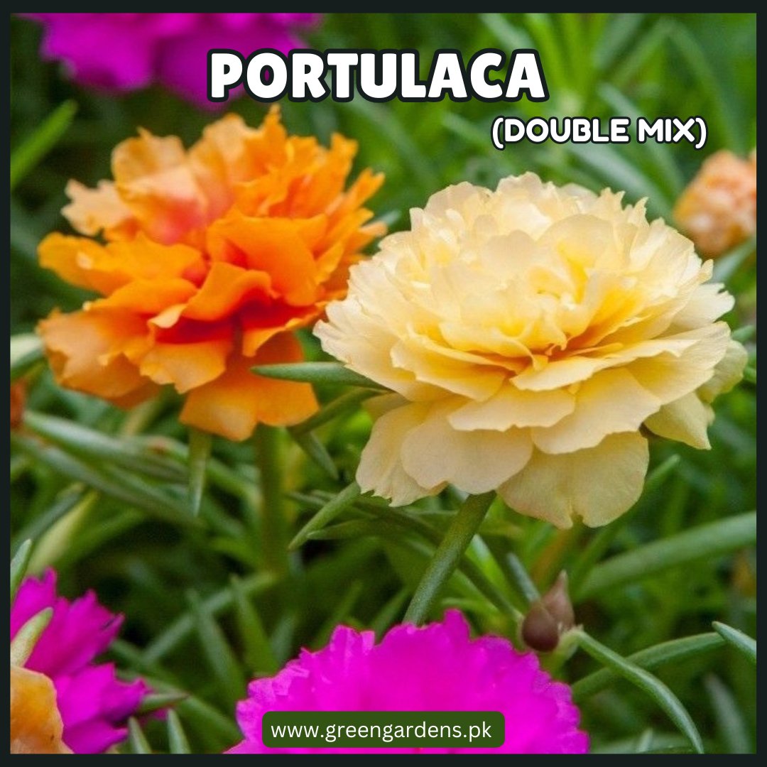 Portulaca – Double Mix گلِ دوپہری