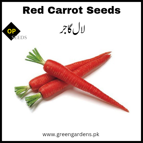 Red Carrot Seeds (WINTER)  گاجر لال