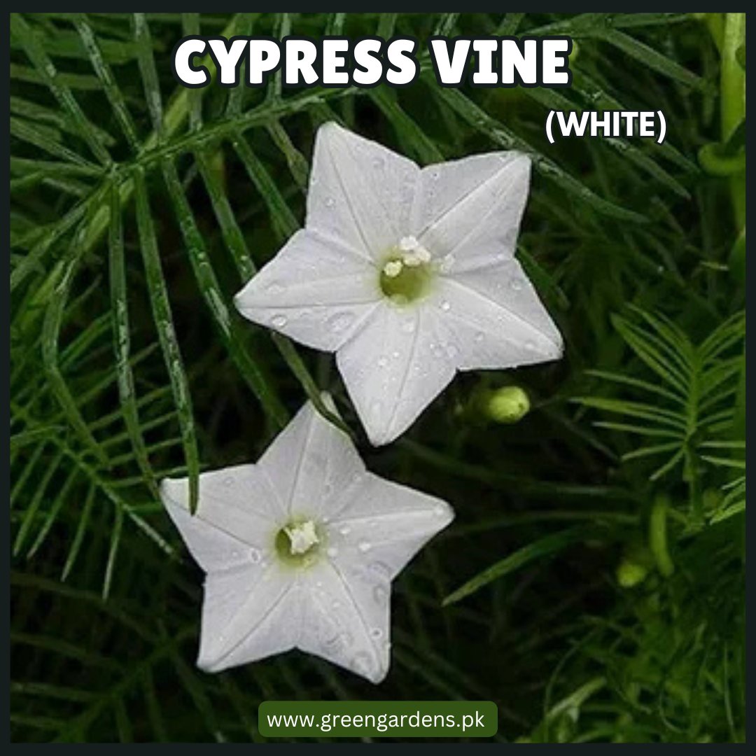 Cypress Vine Seeds - White (Summer)(عشق پیچاں)