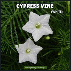 Cypress Vine Seeds - White (Summer)(عشق پیچاں)