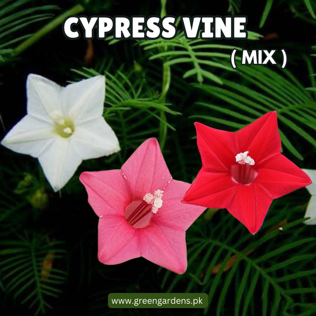 Cypress Vine Seeds - Mix(Summer) (عشق پیچاں)