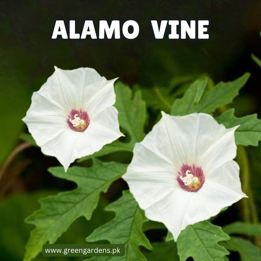 Alamo Vine Seeds