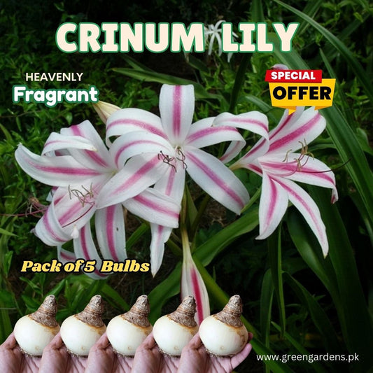 Crinum Lily - SPECIAL OFFER (Pack of 5 Bulbs)