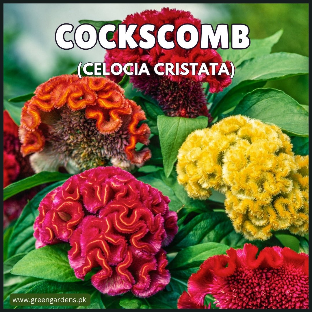 COCKSCOMB Seeds - Celosia Cristata (Summer) کلغہ
