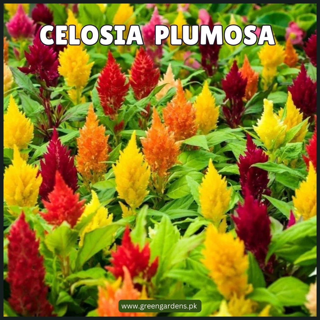 Celosia Plumosa Seeds (Summer)(کلغہ)