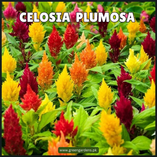 Celosia Plumosa Seeds (Summer)(کلغہ)