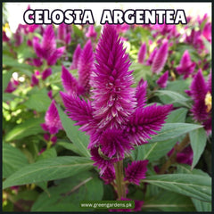 Celosia Argentea Seeds (Summer)(کلغہ)