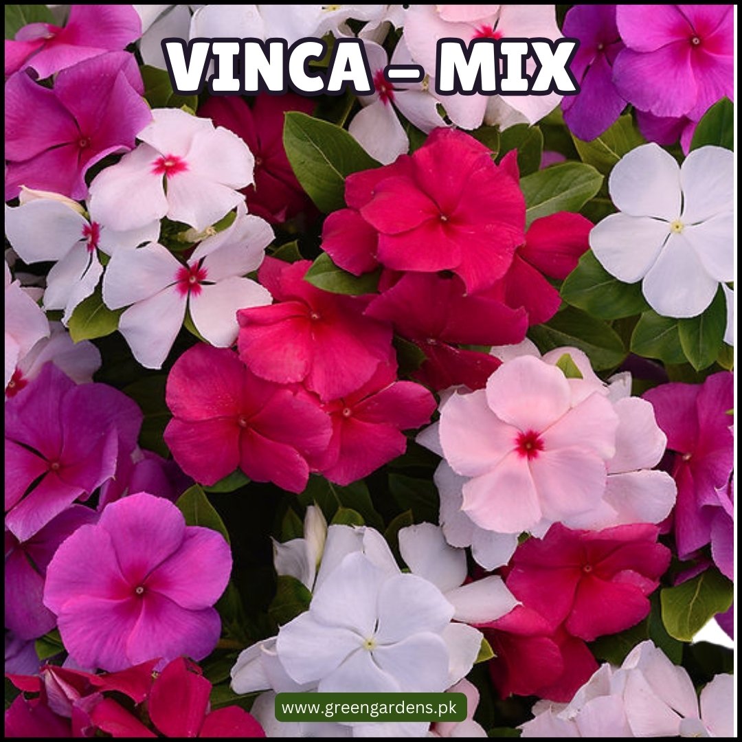 Vinca Mix Seeds سدا بہار