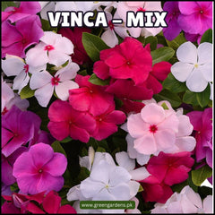 Vinca Mix Seeds سدا بہار