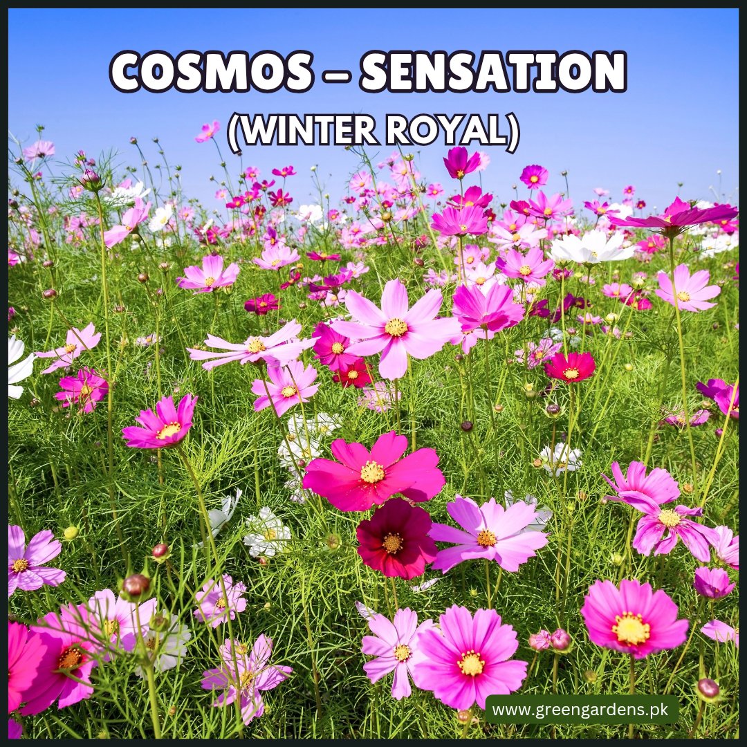 COSMOS Sensation Seeds (Winter Royal) 
کاسموس
