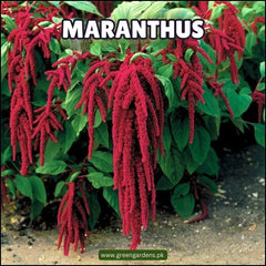 Amaranthus Caudatus Red Seeds  (Love-Lies-Bleeding) (Summer)