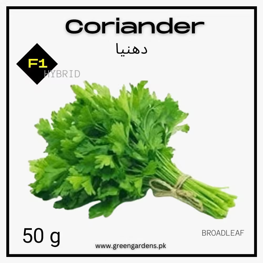 Coriander Seeds, F1 Hybrid (WINTER) – 50g