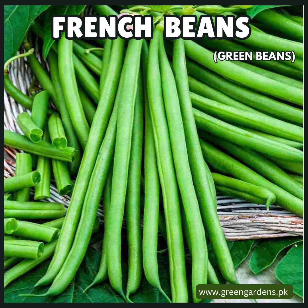 French Beans Seeds (imported)  (Green Beans)سبز پھَلی