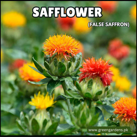 Safflower Seeds (False Saffron) - 100g