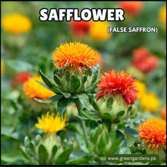 Safflower Seeds ( False Saffron) - 100g