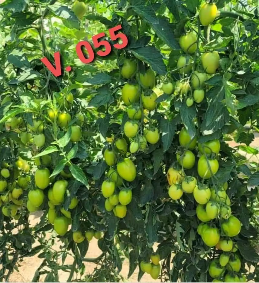 Tomato Seeds, JUMBO 055, F1 Hybrid (High Yeild Variety) {WINTER}