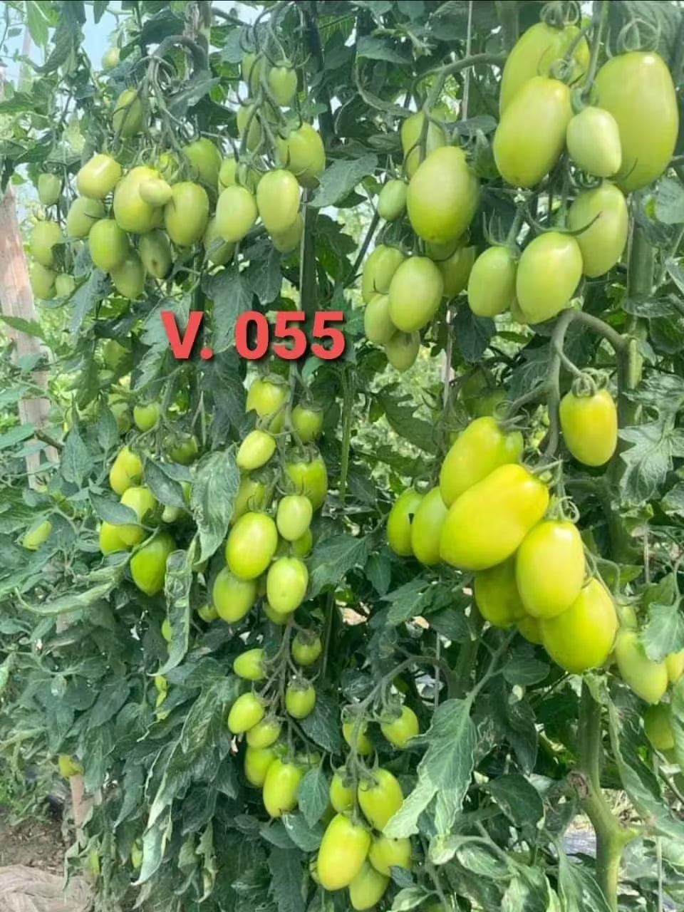 Tomato Seeds, JUMBO 055, F1 Hybrid (High Yeild Variety) {WINTER}