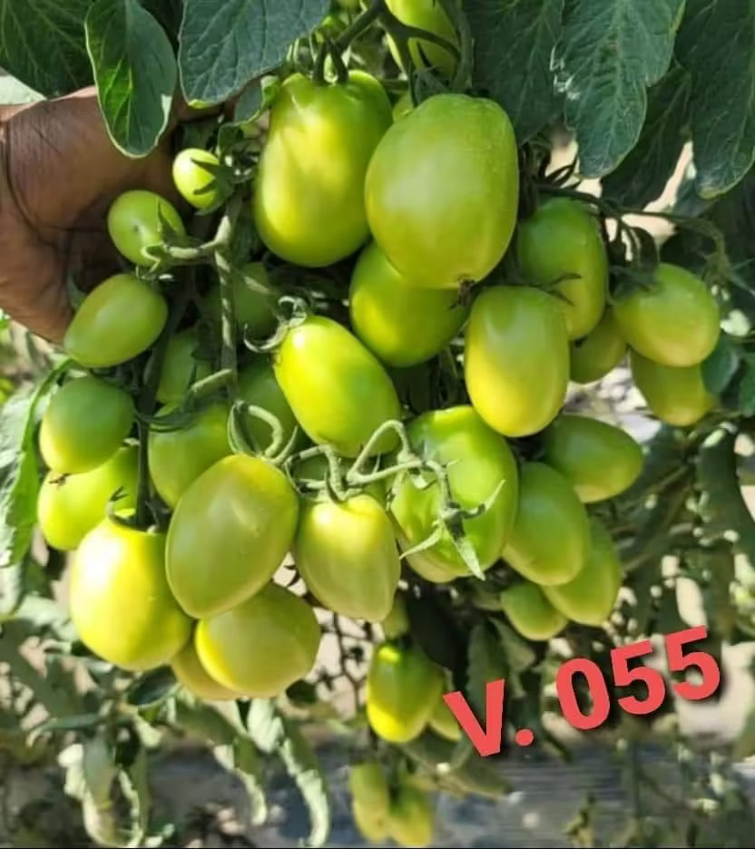 Tomato Seeds, JUMBO 055, F1 Hybrid (High Yeild Variety) {WINTER}