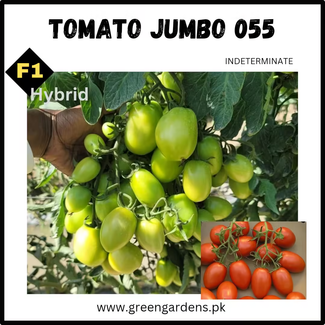 Tomato Seeds, JUMBO 055, F1 Hybrid (High Yeild Variety) {WINTER}