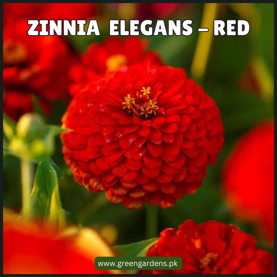 Zinnia Elegans Seeds- Red  (Summer)زینیا لال