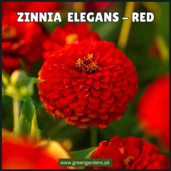 Zinnia Elegans Seeds- Red  (Summer)زینیا لال