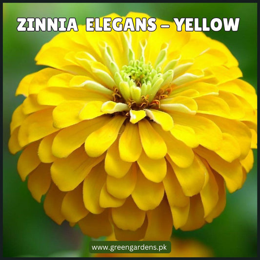 Zinnia Elegans Seeds- Yellow (Summer) زینیا پیلا