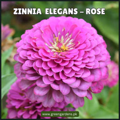 Zinnia Elegans Seeds- Rose (Summer)زینیا روز