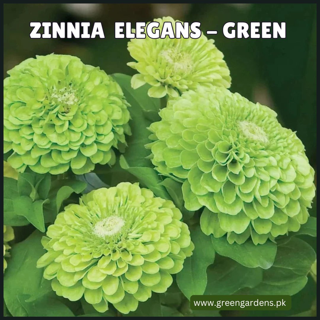 Zinnia Elegans Seeds- Green (Summer)زینیا گرین