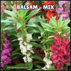 Balsam Flower Seeds (SUMMER)