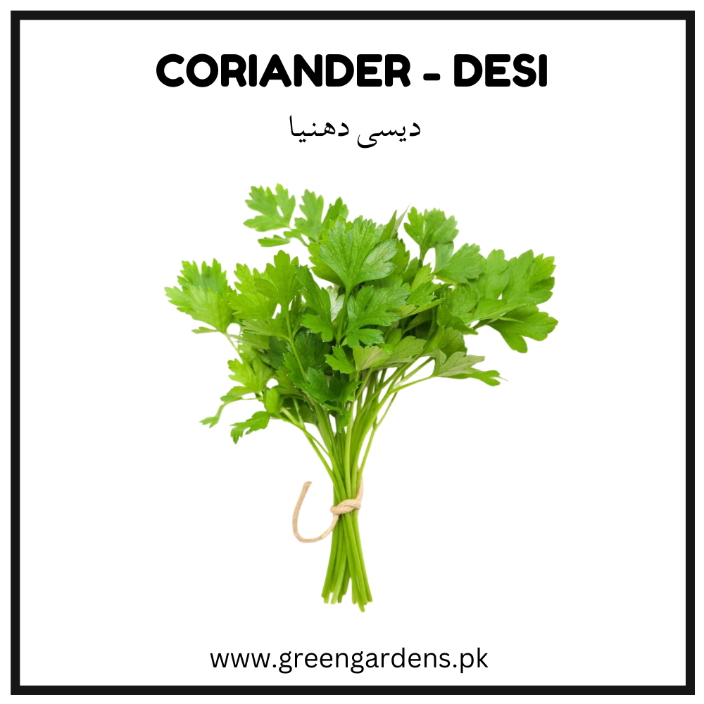 Coriander Seeds - Desi ( Irani) {WINTER} دیسی دھنیا
