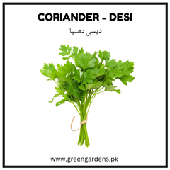 Coriander Seeds - Desi ( Irani) {WINTER} دیسی دھنیا