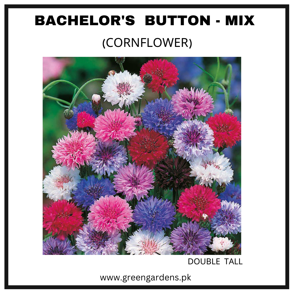 Bachelor's Button Double Tall Seeds - Mix  (Cornflower) (Winter) Polka Dot