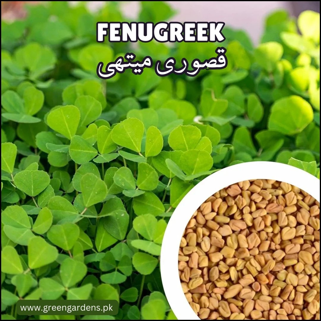 Fenugreek (Kasuri Methi)  {WINTER} قصوری میتھی