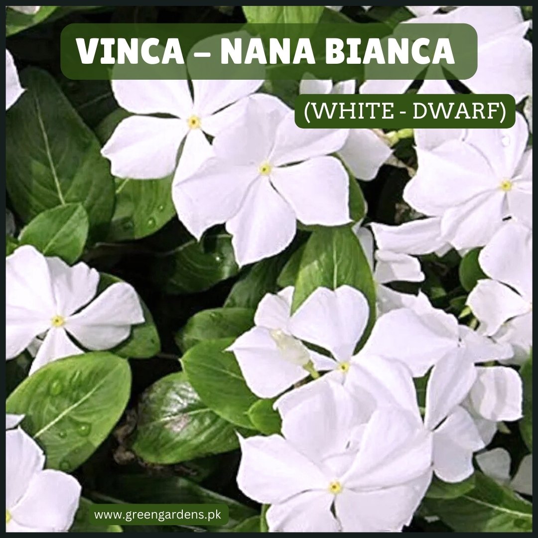 Vinca Nana Bianca Seeds سدا بہار