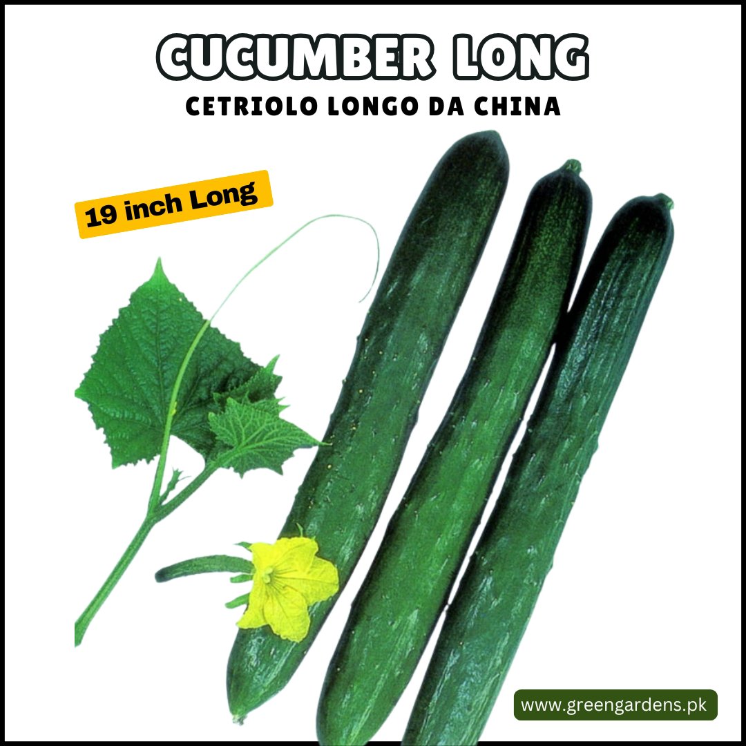 Cucumber Long Seeds (Cetriolo Longo Da China)لمبا کھیرا