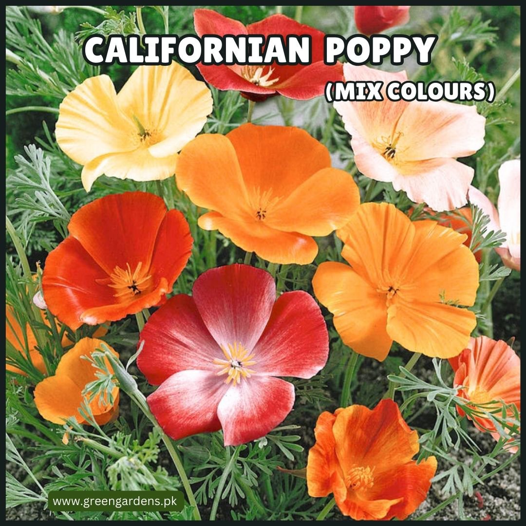 Californian Poppy - Mix Colours