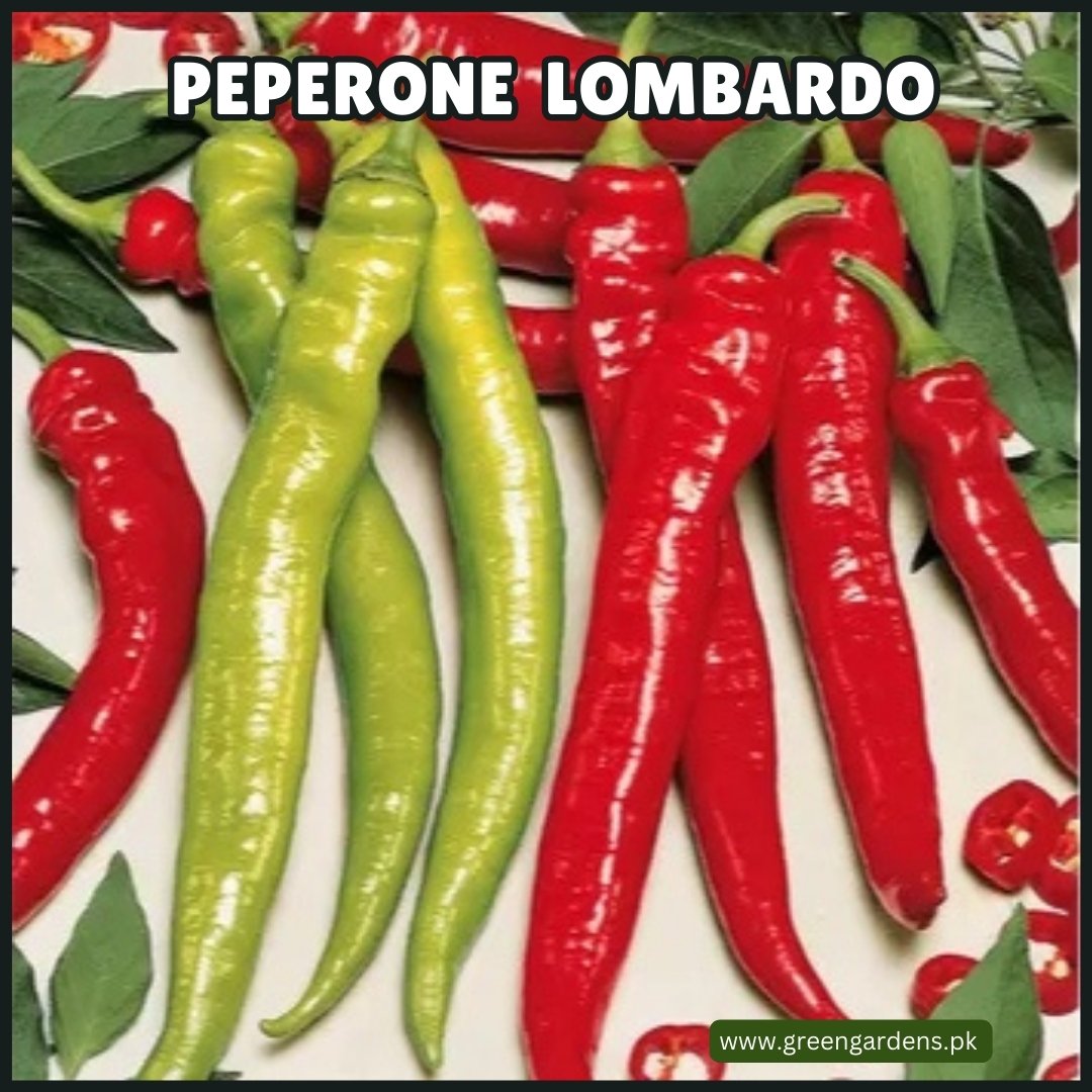 Peperone Lombardo Seeds (Italian)