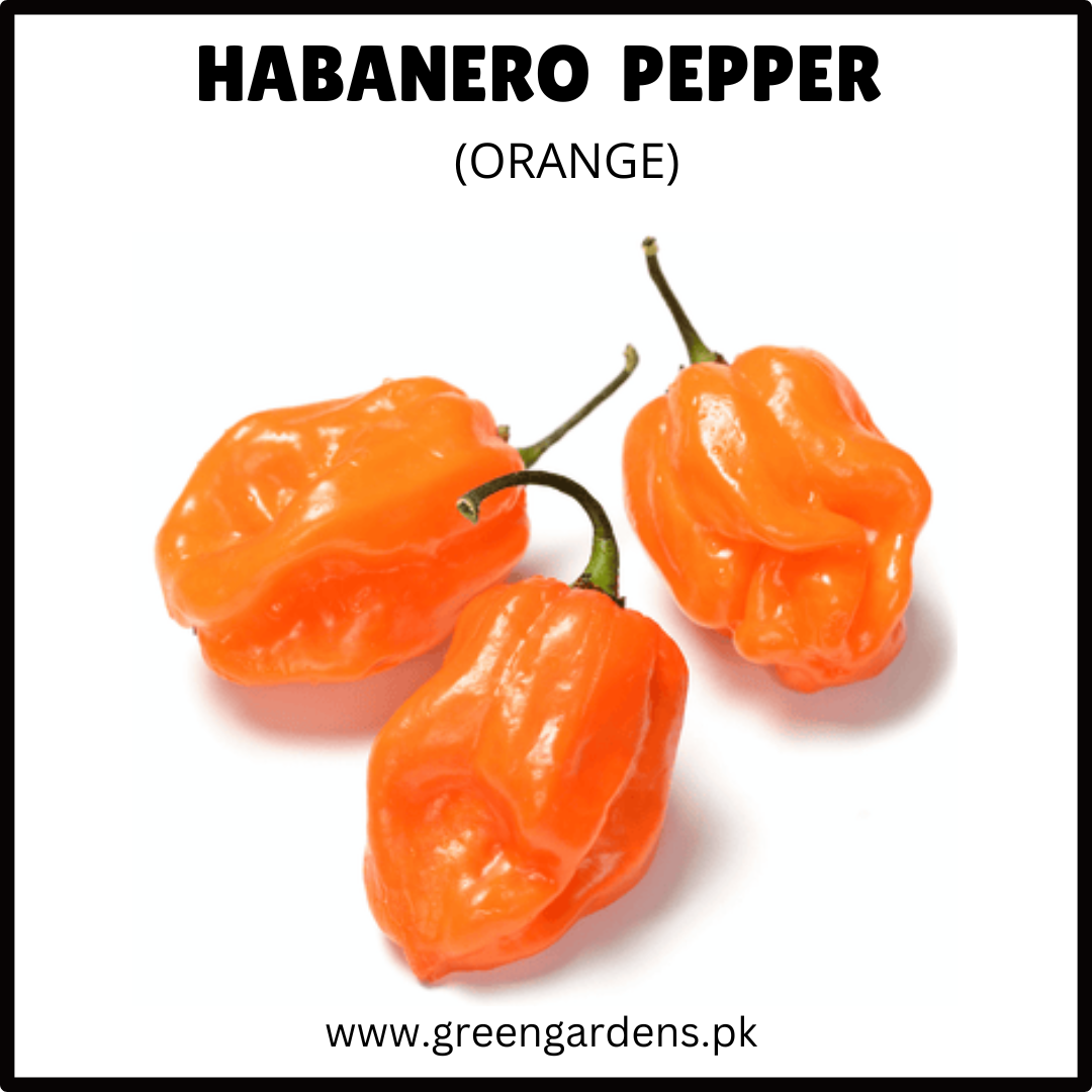 HABANERO PEPPER Seeds - Orange (WINTER)
