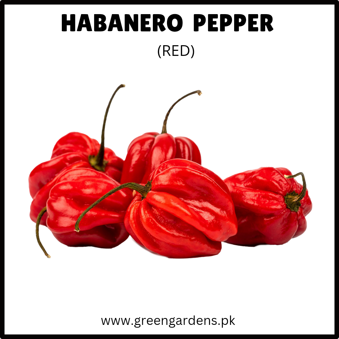 HABANERO Pepper Seeds  -  Red (WINTER)