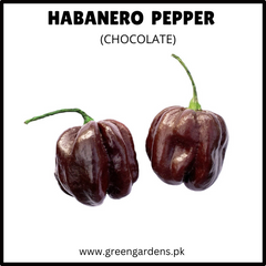 HABANERO PEPPER Seeds - Chocolate (WINTER)
