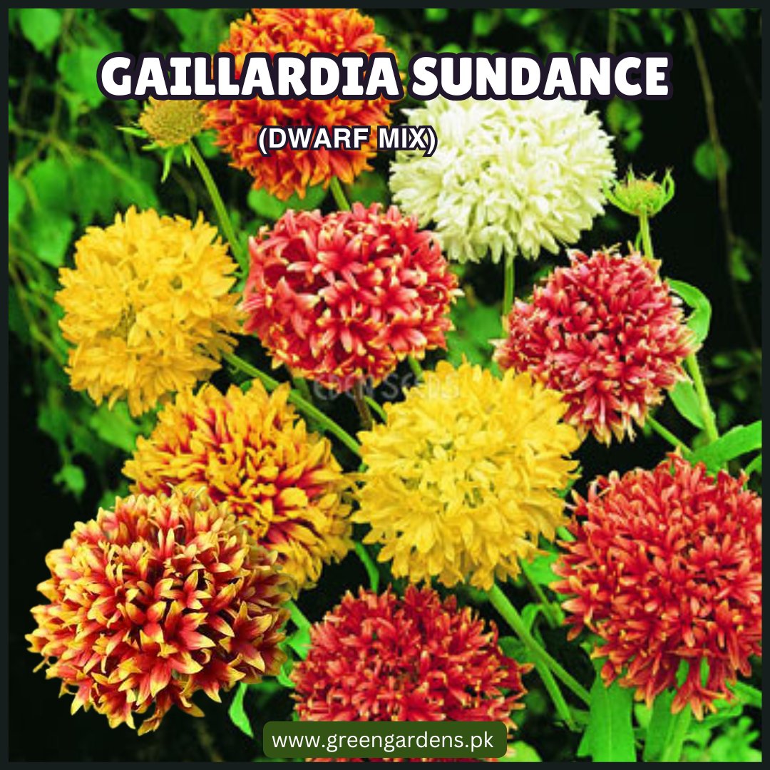 Gaillardia Sundance Seeds - Double (Dwarf Mix) – Blanket Flower
گلِ نَمدا