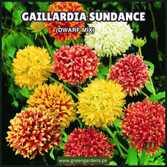 Gaillardia Sundance Seeds - Double (Dwarf Mix) – Blanket Flower
گلِ نَمدا