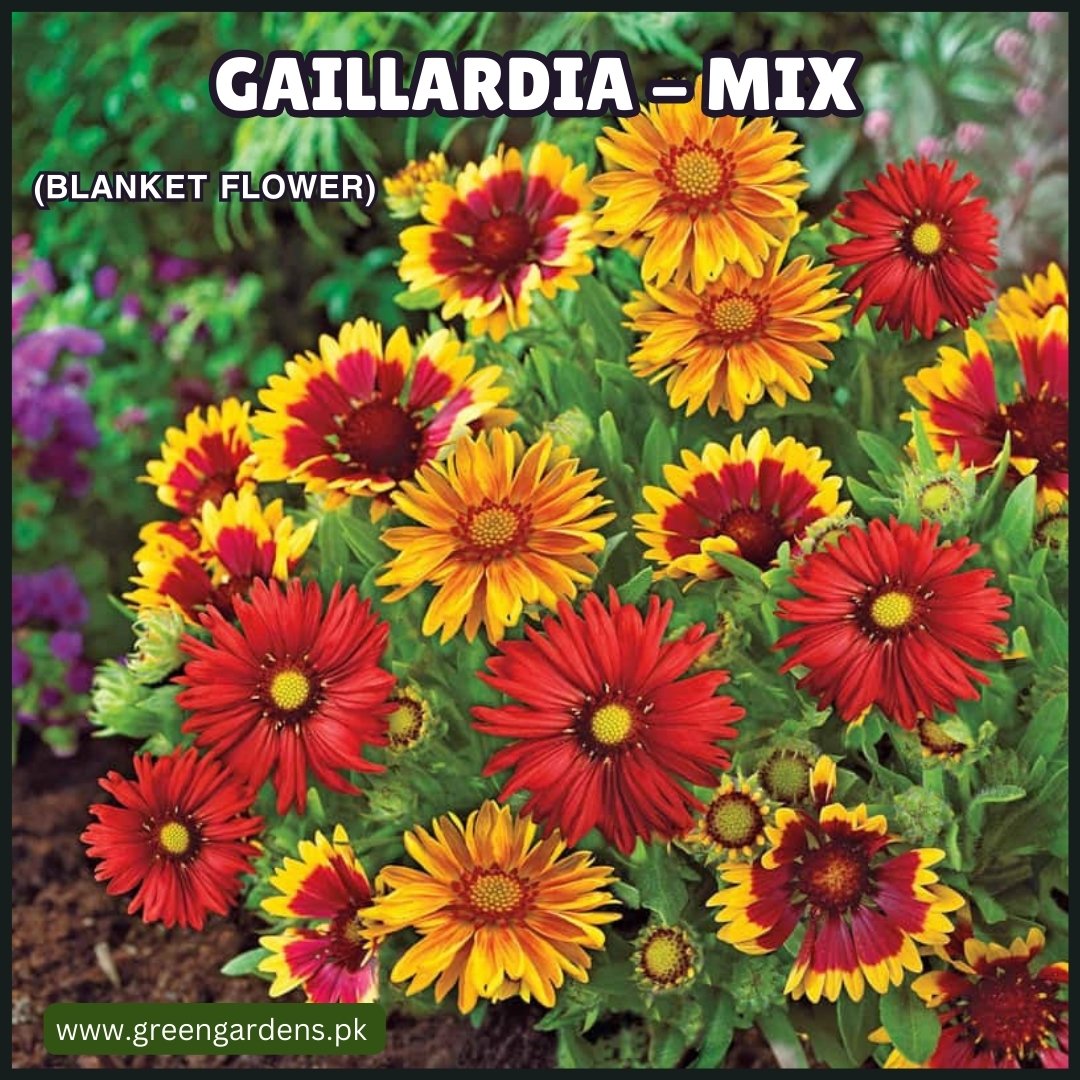 Gaillardia Seeds - Single Mix (Blanket Flower)گلِ نَمدا