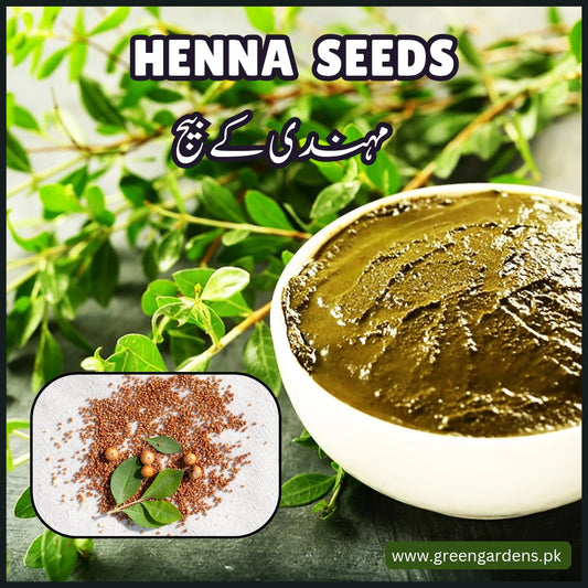 Henna Seeds مہندی