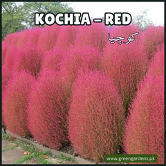 Kochia Red - Seeds (Summer)