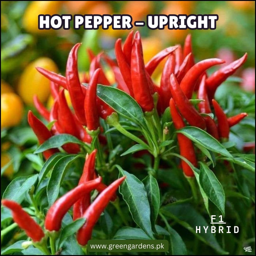 Hot Pepper Seeds - Upright, F1 Hybrid (WINTER) تیز لال مرچ ہائیبرڈ