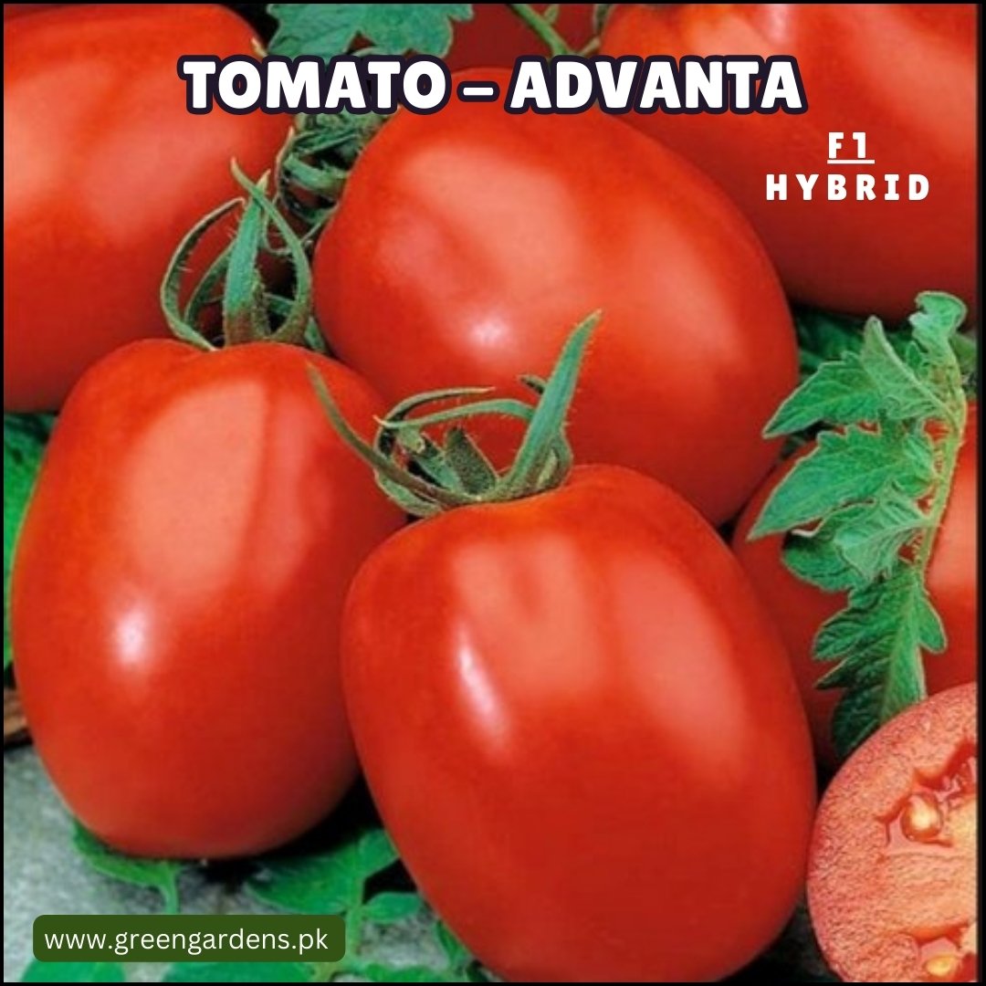 Tomato Advanta F1 Hybrid (Long) {WINTER} - ٹماٹر لمبا ہائیبرڈ