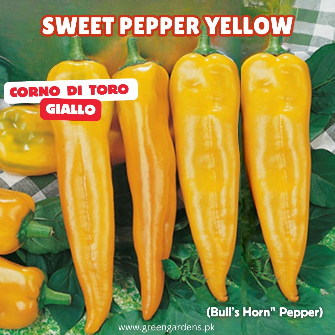 Sweet Pepper Yellow - Corno di Toro Giallo (Bull’s Horn" pepper) ITALIAN {WINTER}